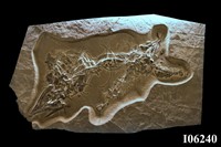 藏品(魚龍)的圖片